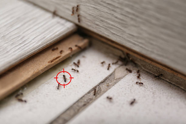Pest Control for Restaurants in Tuscola, IL
