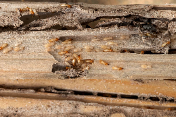 Best Best Pest Control Companies  in Tuscola, IL