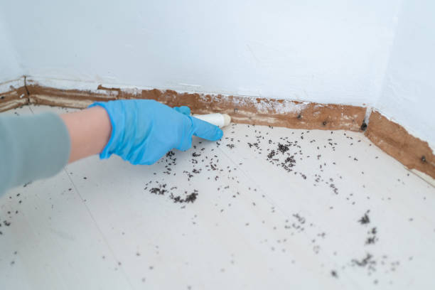 Best Cockroach Control Services  in Tuscola, IL